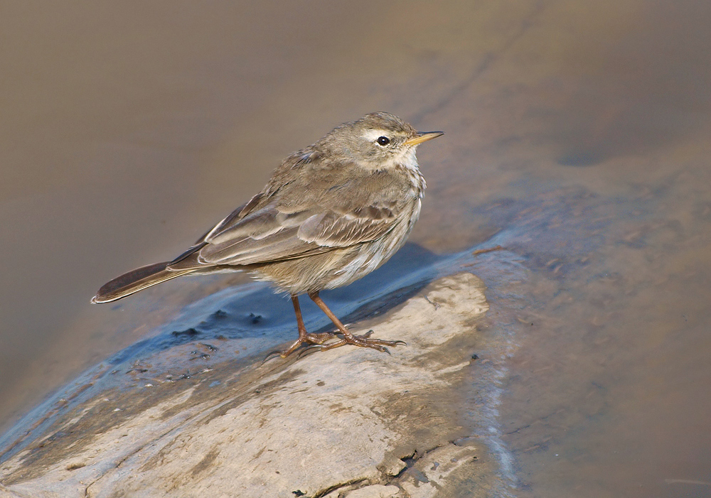 Bergpieper (Anthus spinoletta)