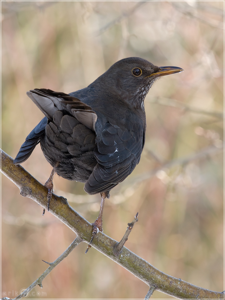 Amsel - Turdus merula