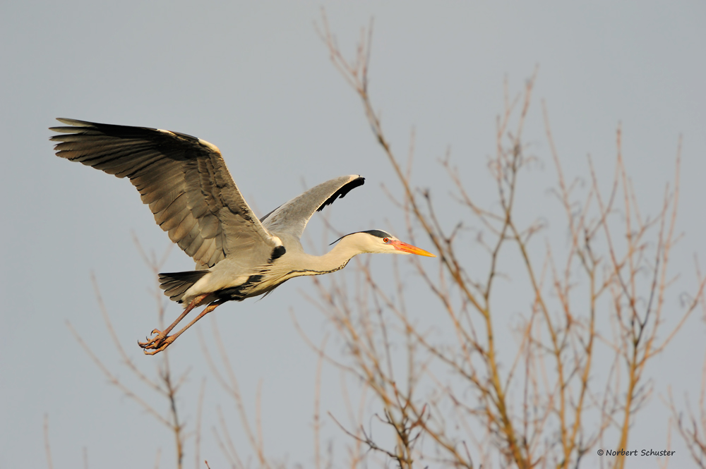 Graureiher im Flug