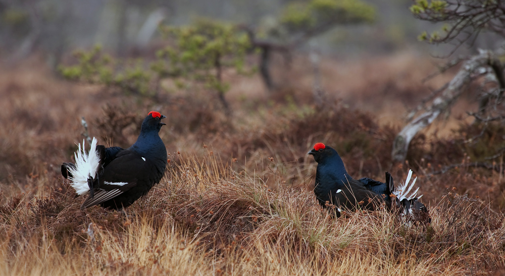 Black grouse displaying