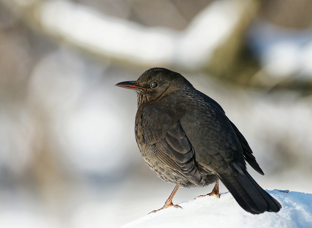 Amsel im Winter