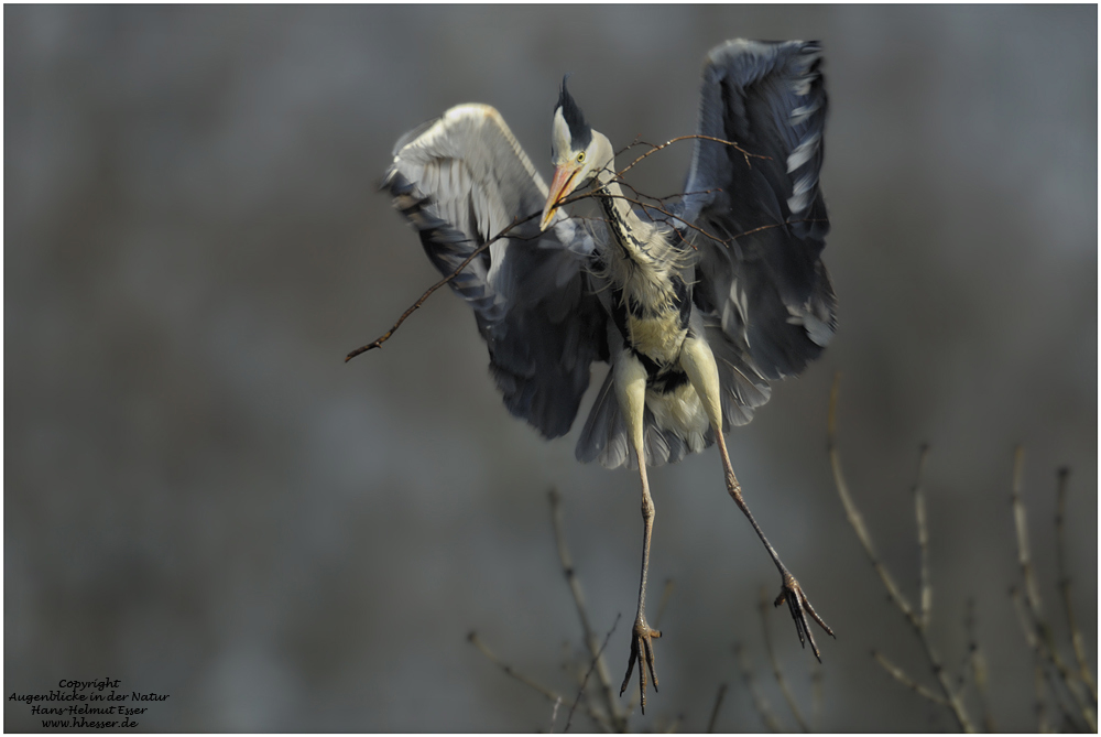 Graureiher (Ardea cinerea)