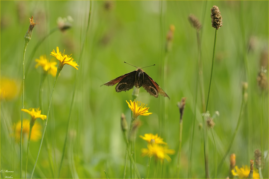 Sommerwiese