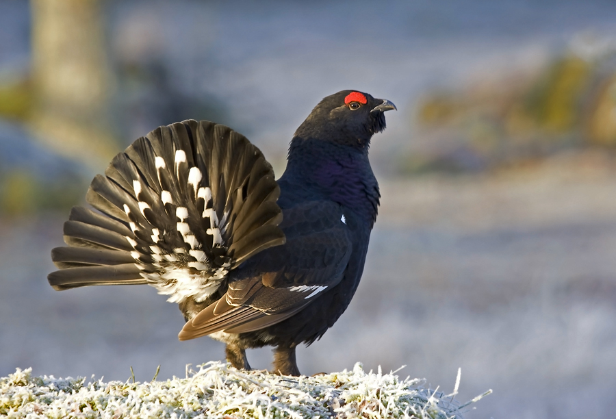 Für Ralph (Forum für Naturfotografen)