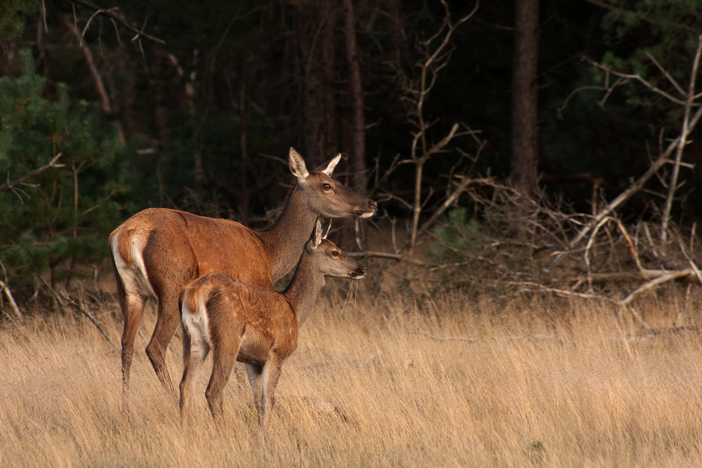 Mother and Child