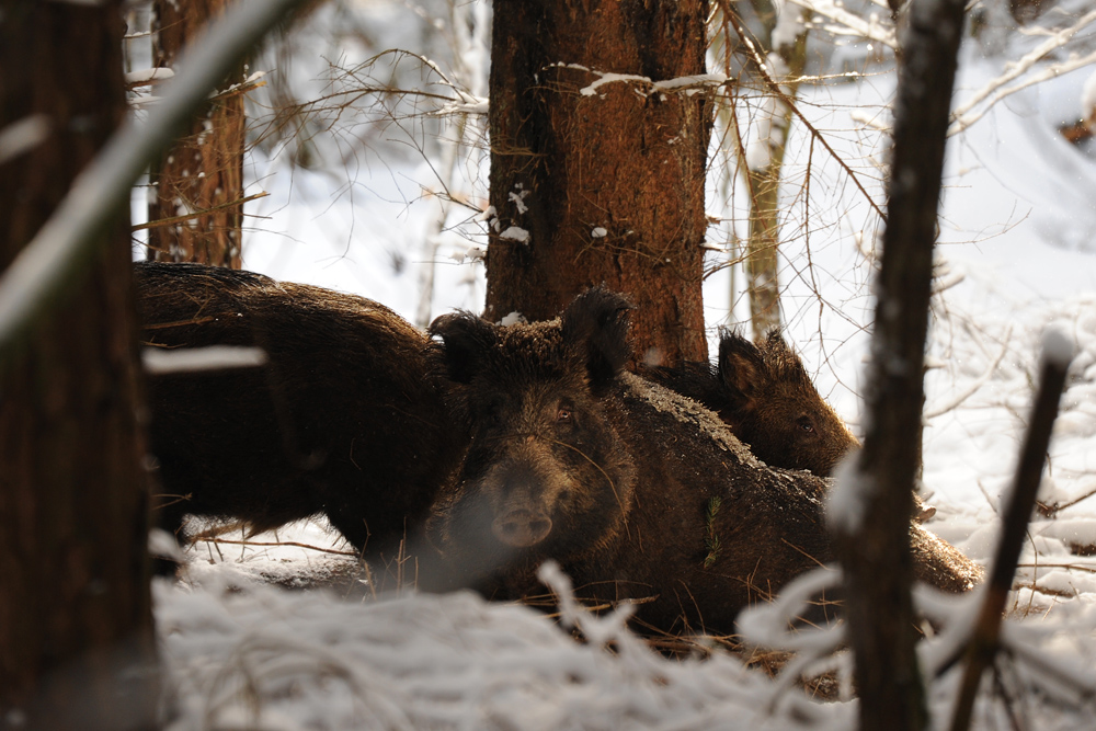 Sauen im Winterwald