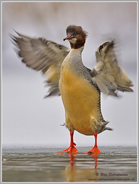 Gänsesägerweibchen