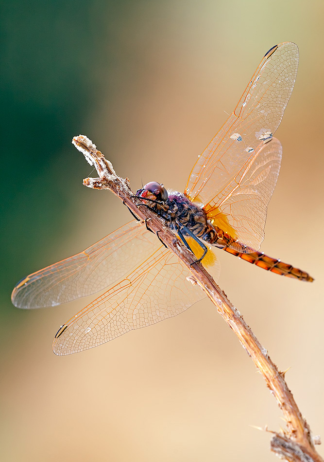 Trithemis annulata?