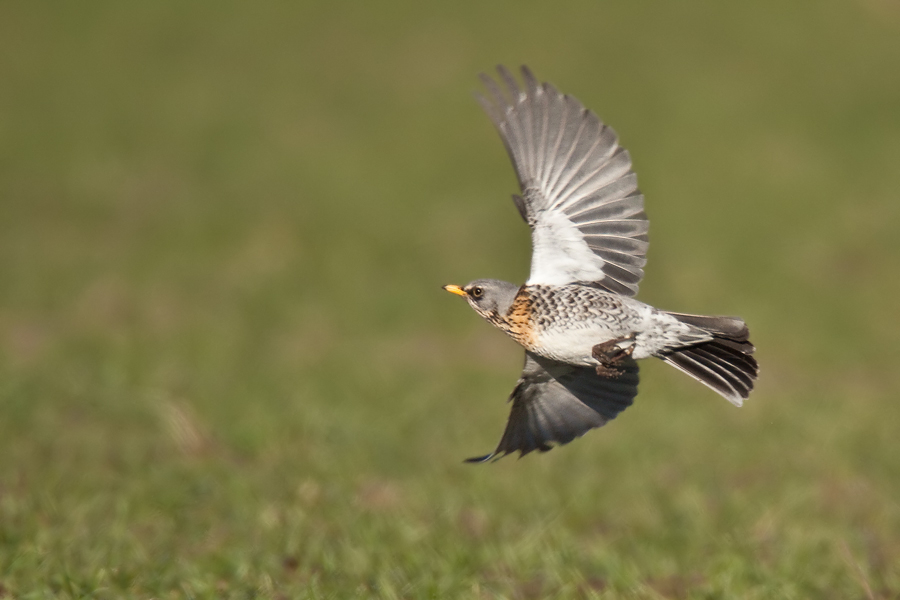 Wacholderdrossel (Turdus pilaris) im Flug