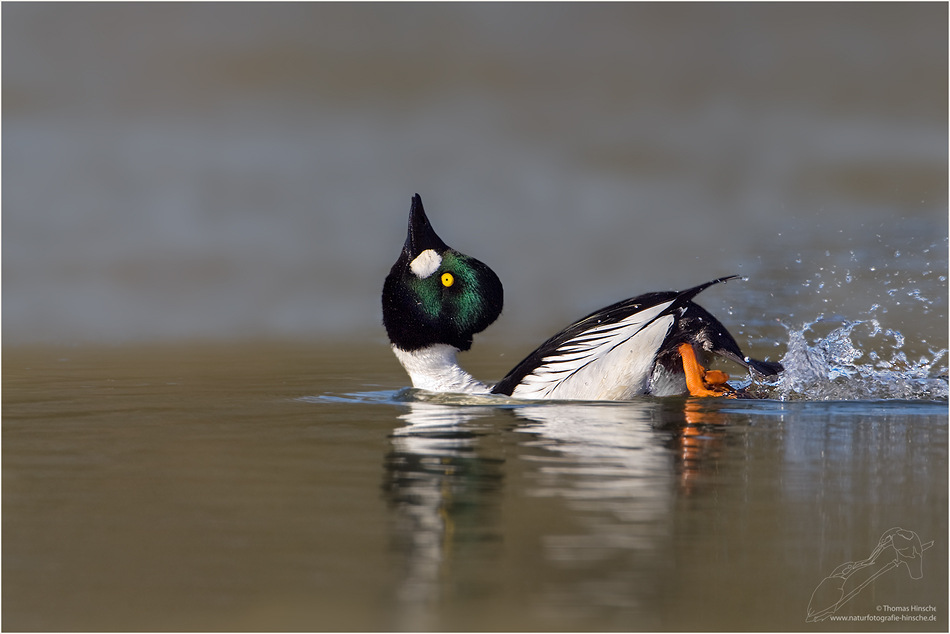„Knirr“ Enten
