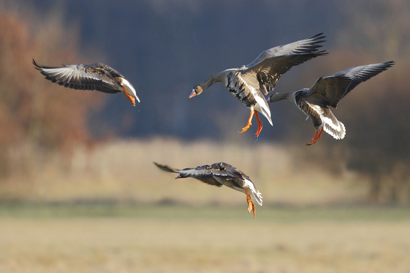 Landende Blessgaense