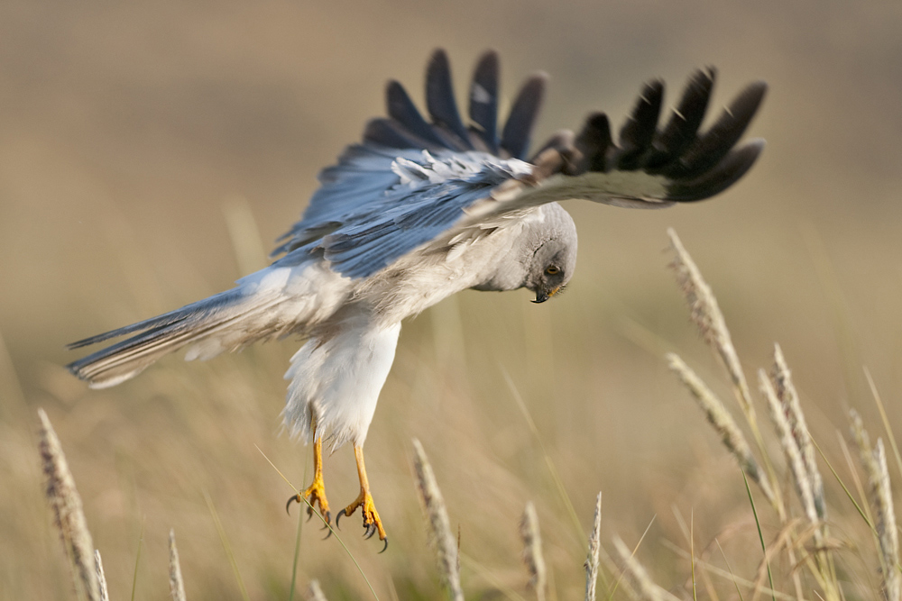 Kornweihe Suchflug