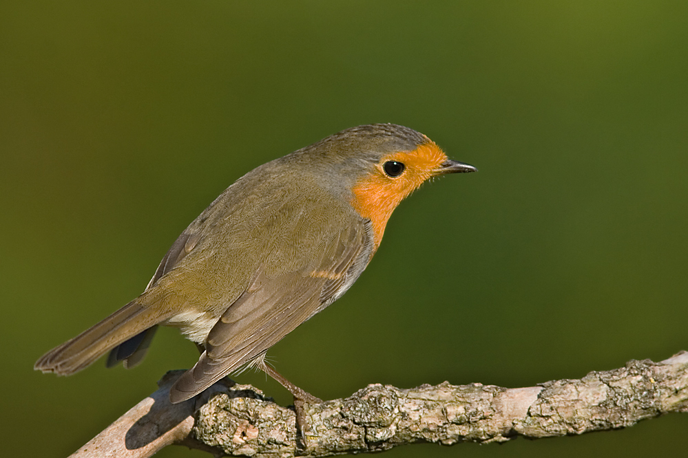 Rotkehlchen (Erithacus rubecula)