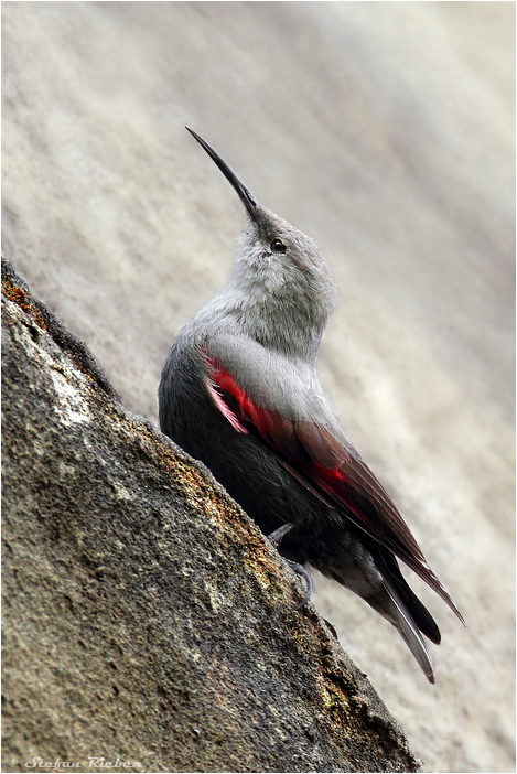 Felsenkolibri