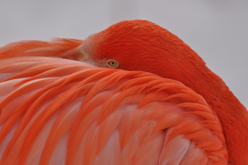 Flamingo ruht sich aus