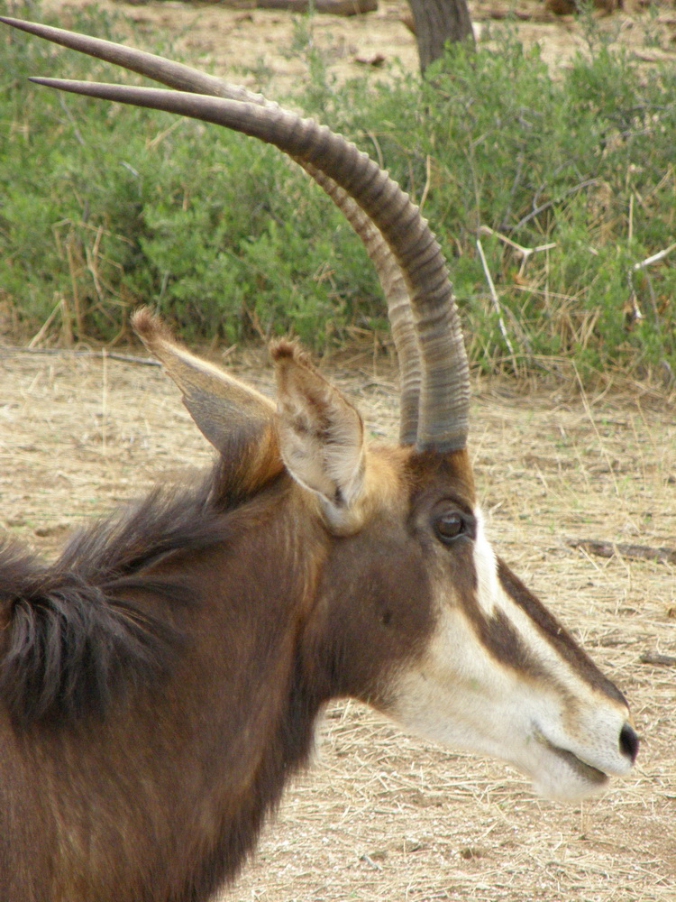 Hippotragus niger