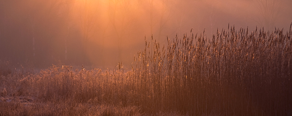 Schilf im Morgenlicht