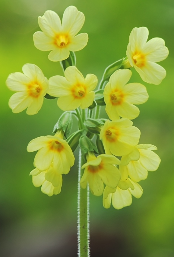 Holder Frühling, komm doch wieder...