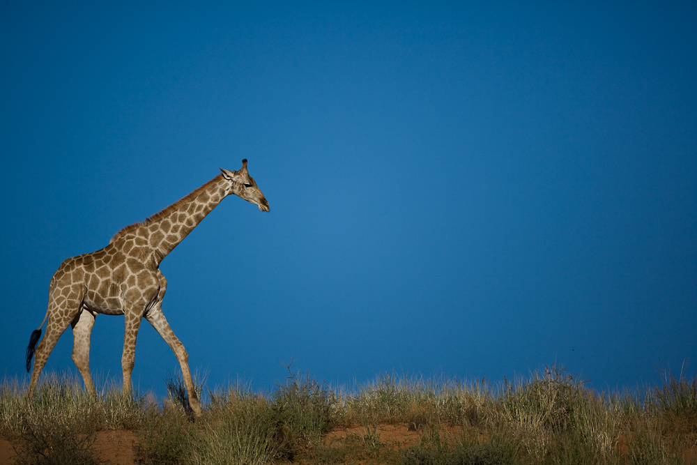 Walking in the blue sky