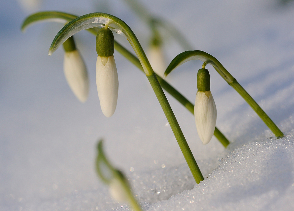 Glöckchen im Schnee