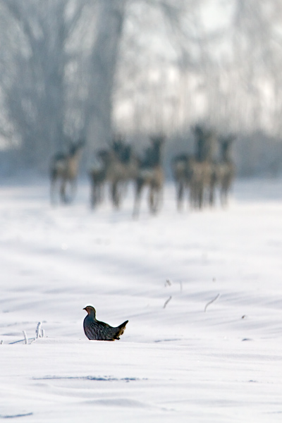 Rebhuhn vor einem Sprung Rehe