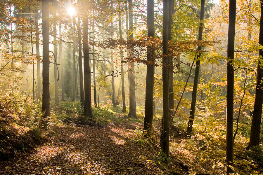 Herbstwald II