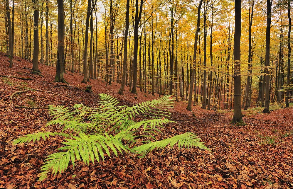 Farn im Herbstwald