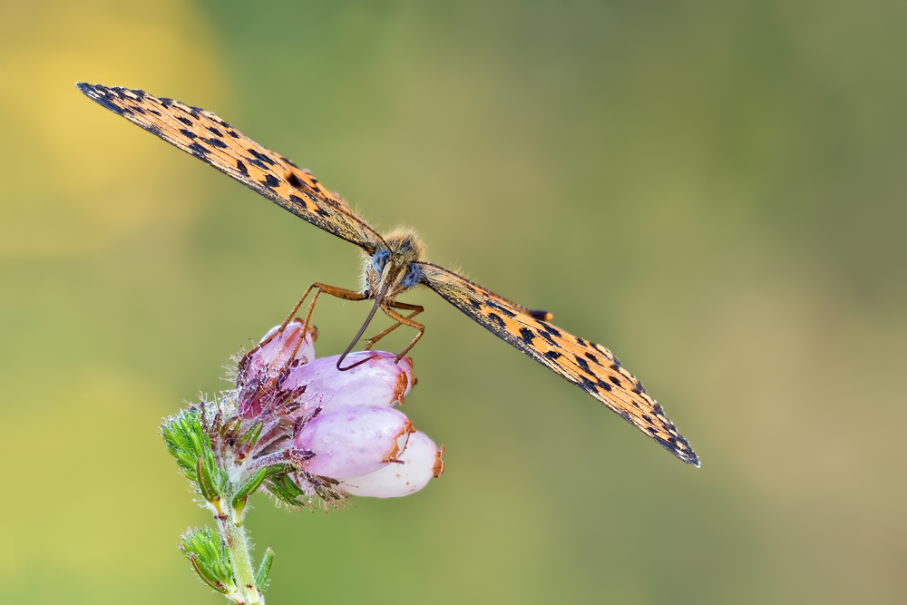 ~ Stretching ~