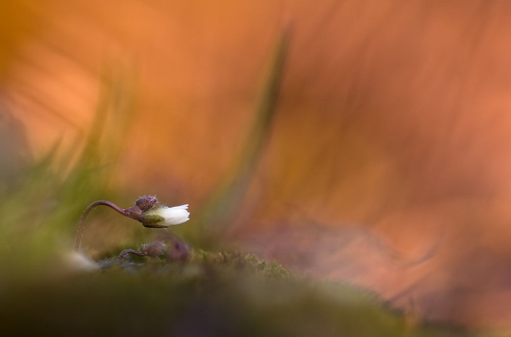 Fühlingshungerblümchen - Erophila verna