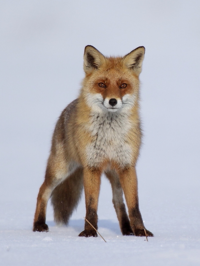 Rotfuchs im Schnee frontal