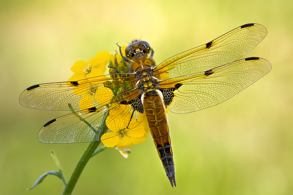 Vierfleck Libellula quadrimaculata