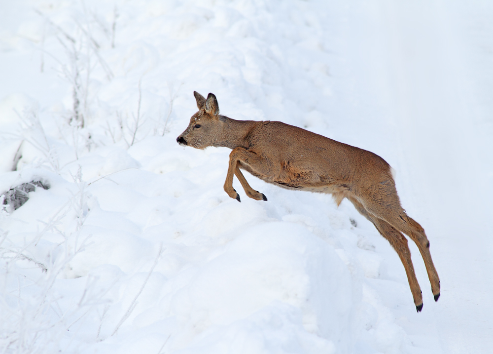 Rehwild im Winter