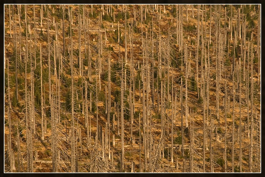 Herbstlicher Wald