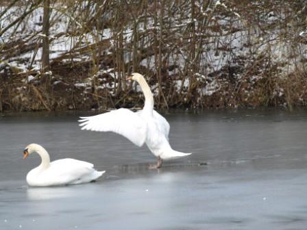 Eisschwäne