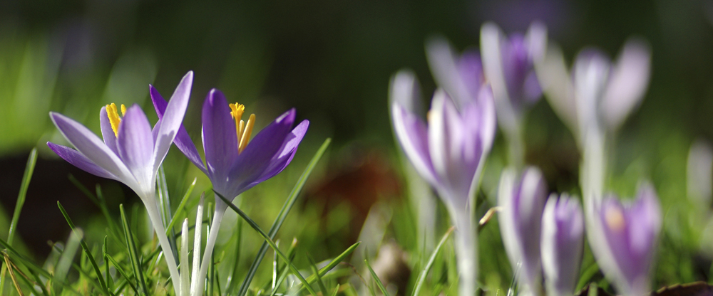 Kleine Krokuslandschaft