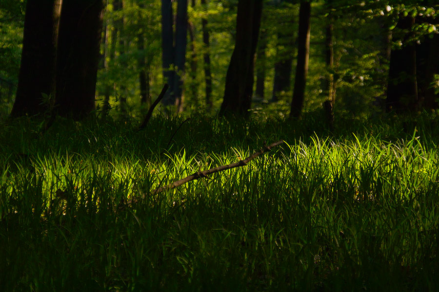 Laubwald im April