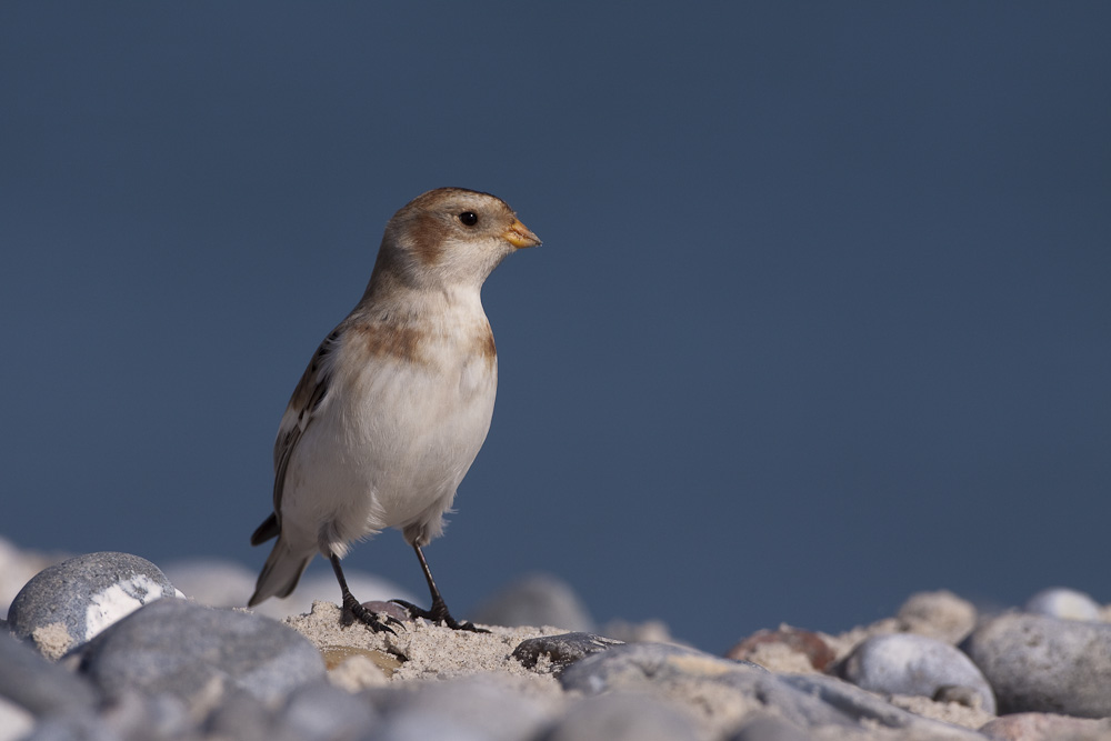 Schneeammer vor blauem Himmel