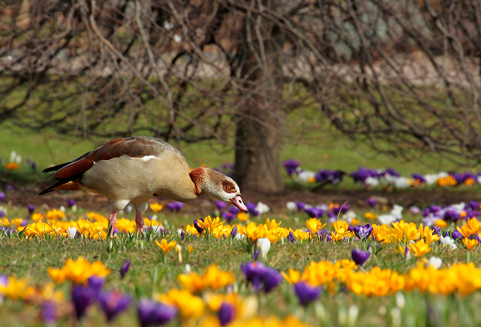 Gans ganz bunt