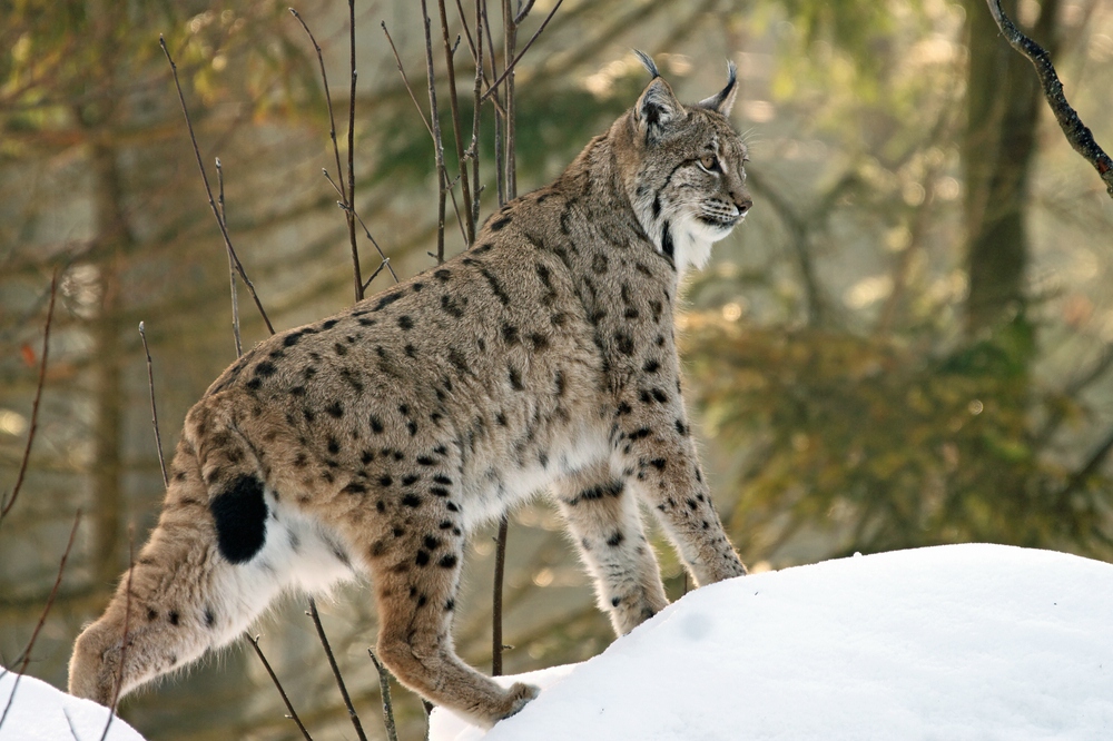 Ludwigsthaler Luchs