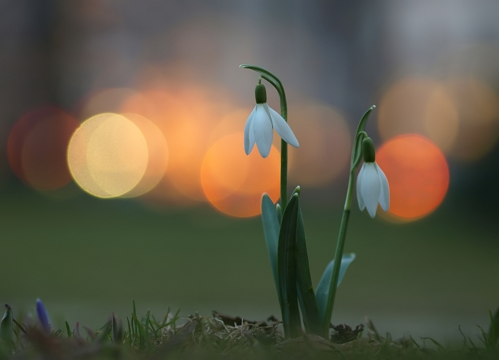 Galanthus and the evening City