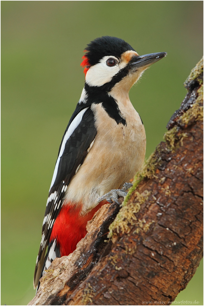 Buntspecht (Forum für Naturfotografen)