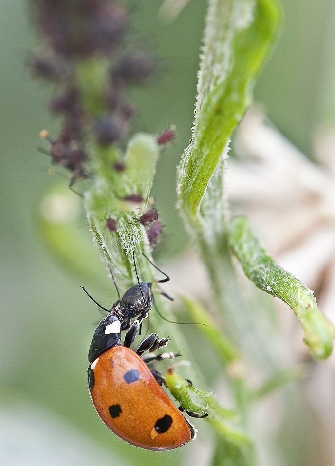 Marienkäfer beim fressen.