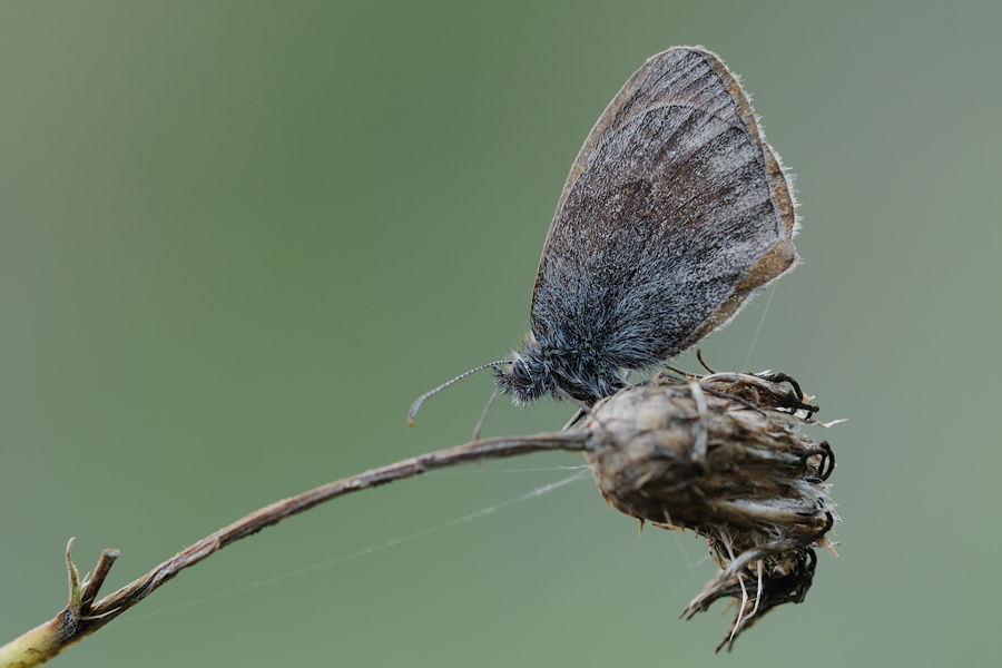 Butterfly Effect