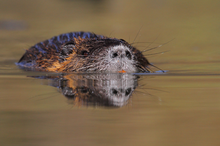 Die Doppelsteckdose im Wasser