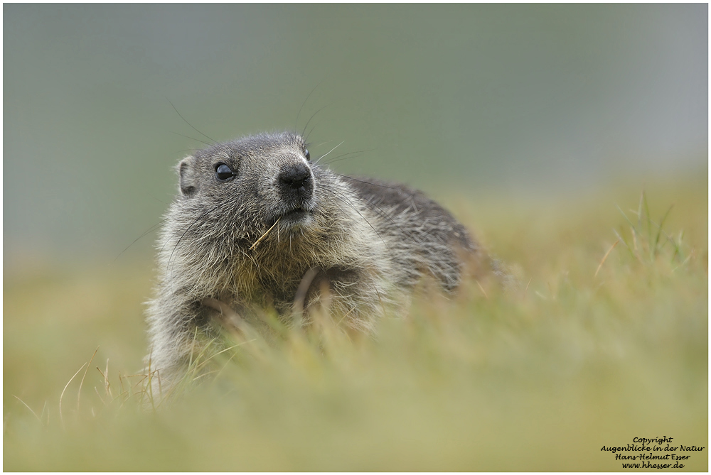 Murmeltier (Marmota marmota)