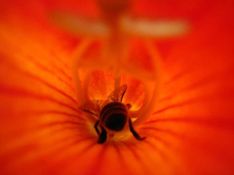 Die rote Falle