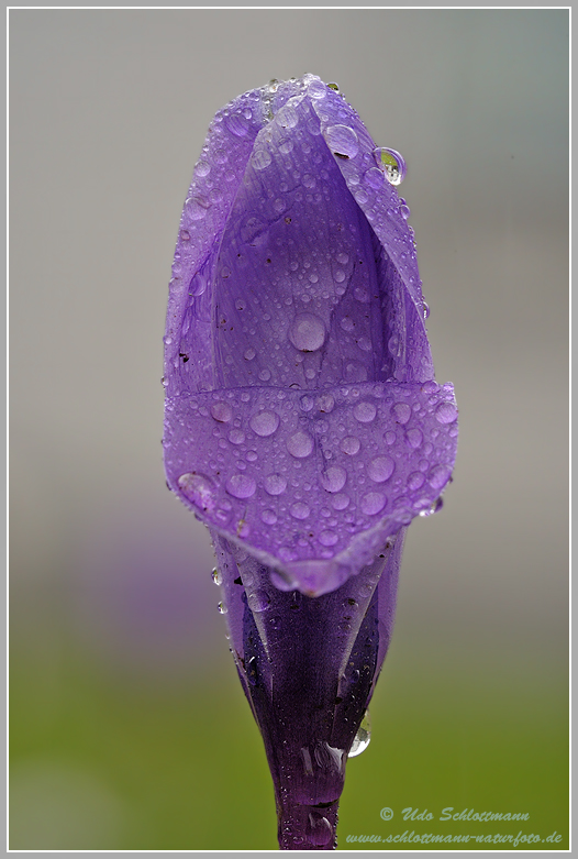 Regentropfen mit Krokus (oder auch "andersrum")