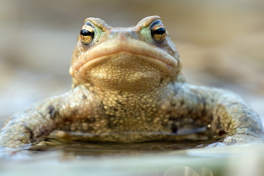 Erdkrötenportrait