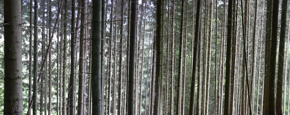Försterwald