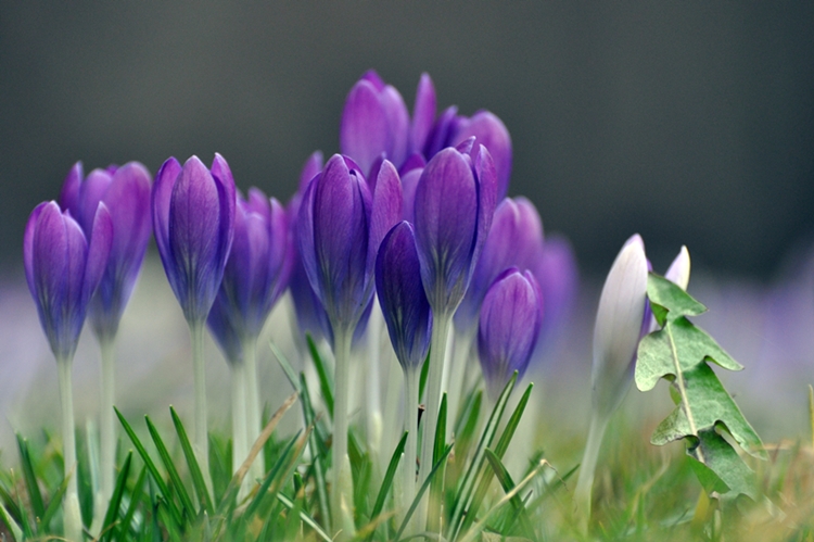 Krokus Gruppenbild